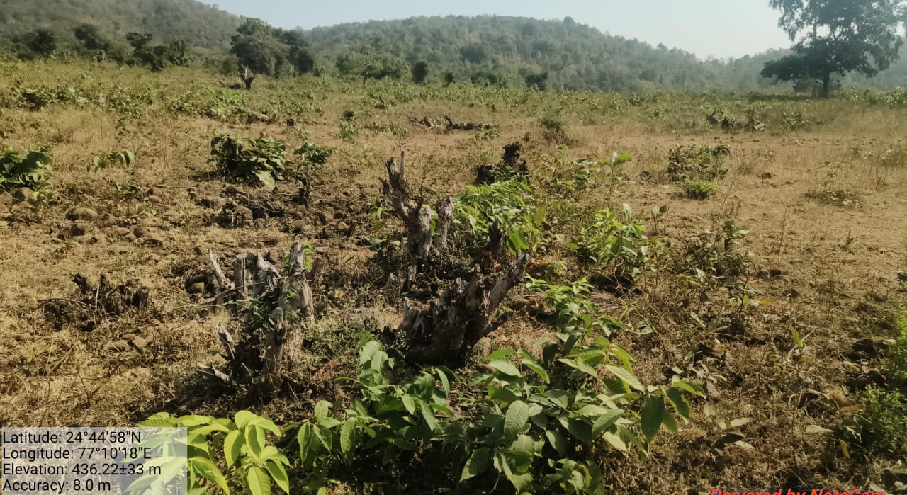 फतेहगढ़ वनपरिक्षेत्र में अतिक्रमण और अवैध कटाई का बोलबाला: रेंजर पर गंभीर आरोप, सैकड़ो बीघा वन भूमि पर दबंगों का कब्जा